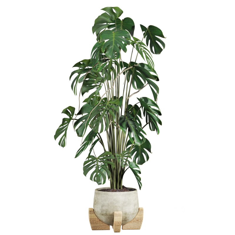 monstera potted plant Image 1