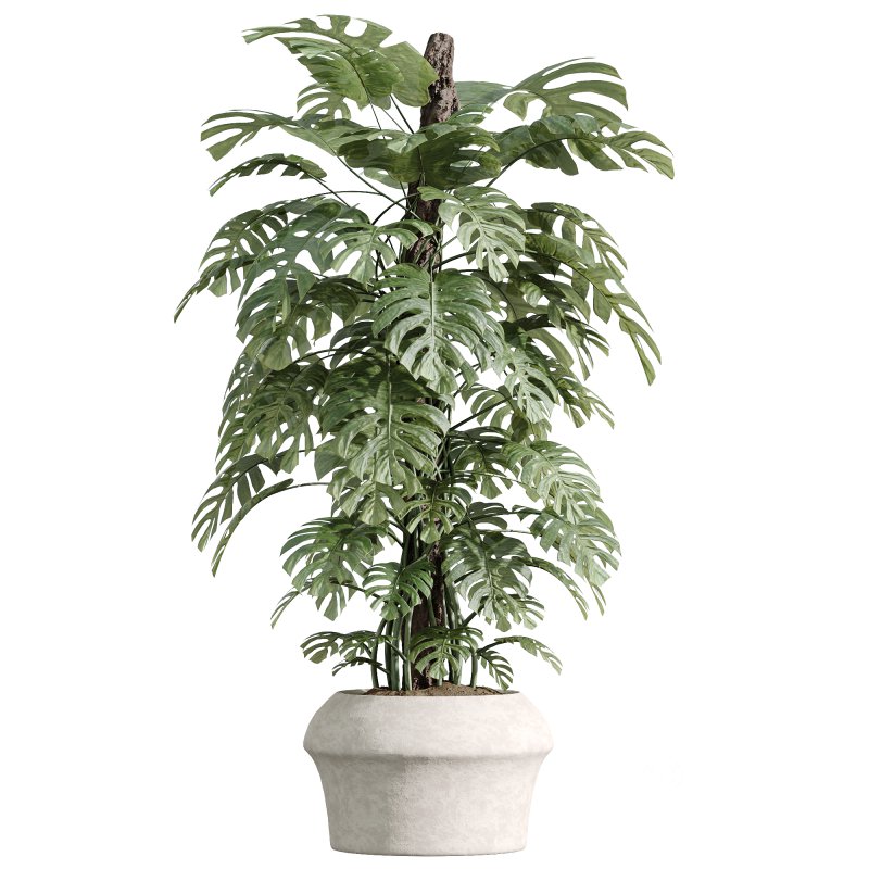 AV Indoor Plants Set 259 Olive Eucalyptu and Dracaena Warnecki and Monstera Deliciosa Image 5