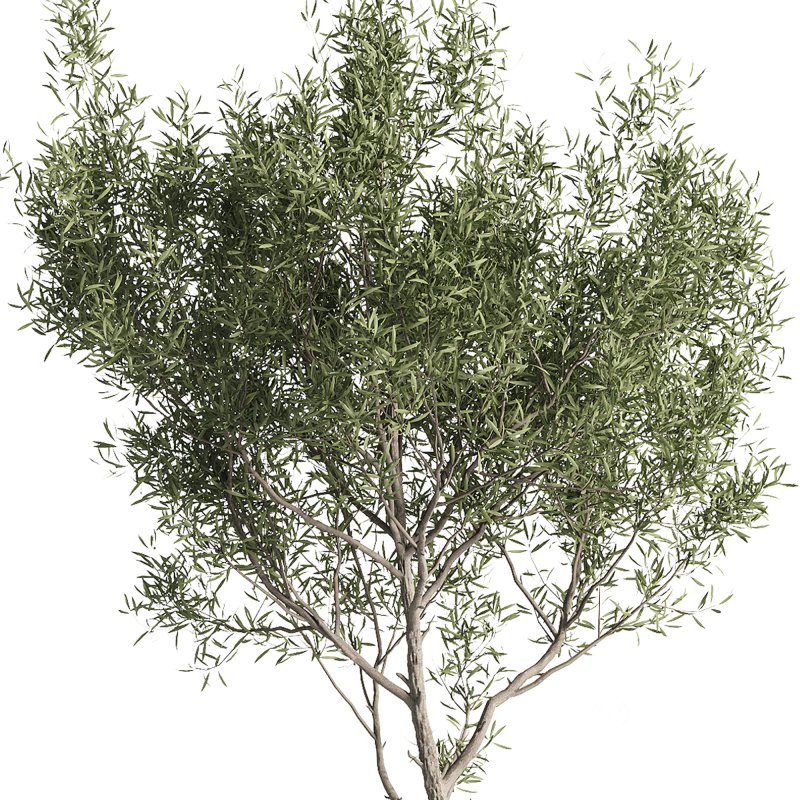 indoor plants – 43 plant in pot Image 1