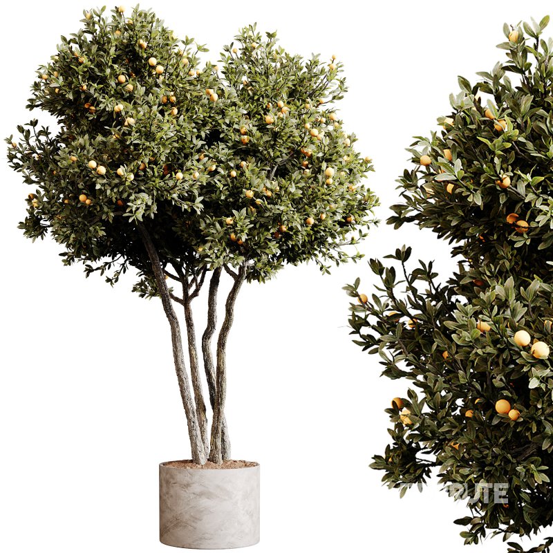 Indoor plants 80 – Plant in pot Image 3