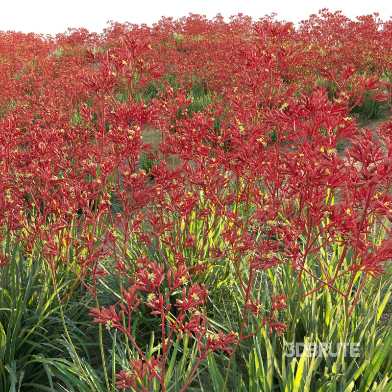 Anigozanthos flavidus – Kangaroo Paw 04 Image 6