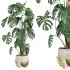 monstera potted plant - Thumbnail 3