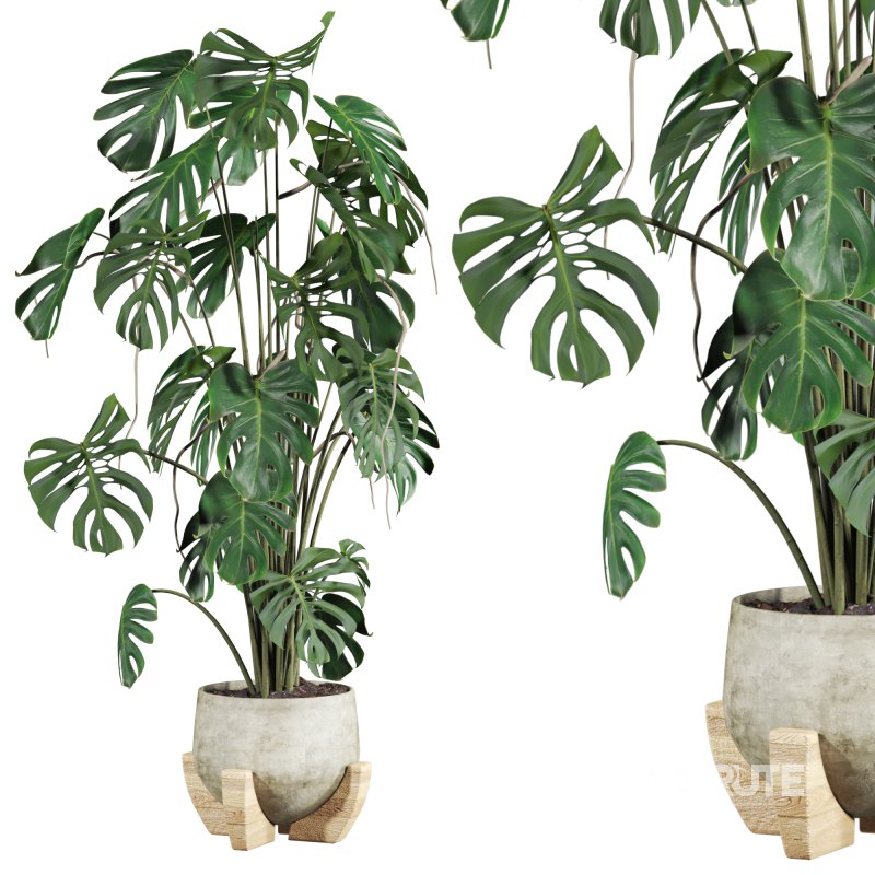 monstera potted plant Image 3