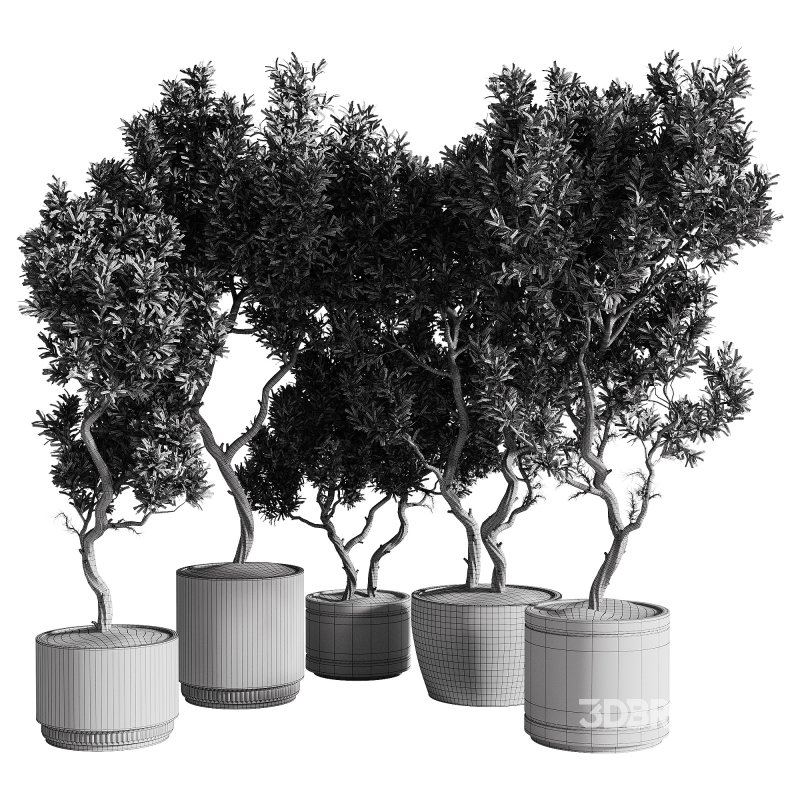 indoor plants – 69 plant in pot Image 1