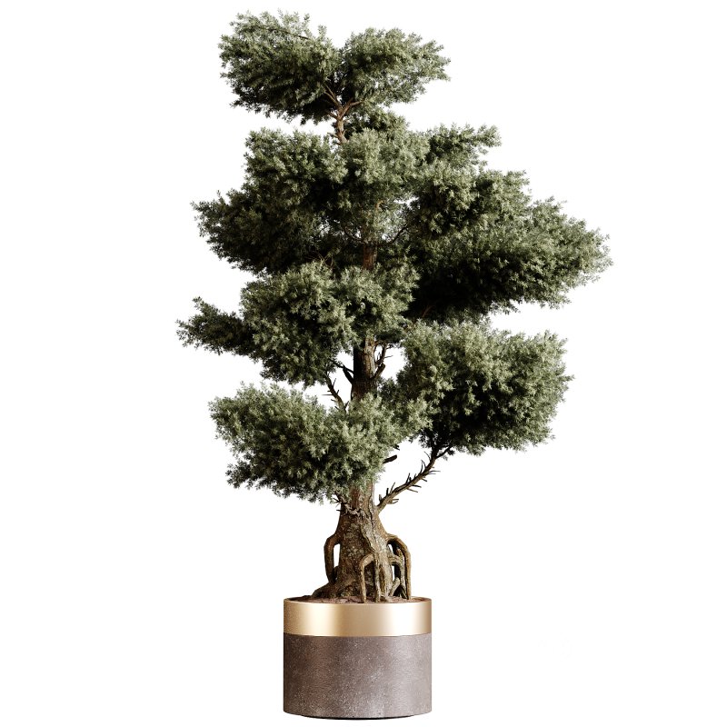 Indoor plants 83 – Plant in pot Image 1