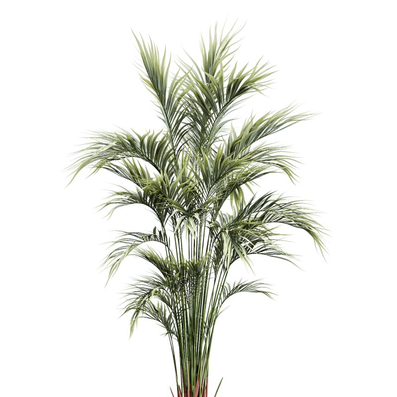 AV Indoor Plants Set 265 Olive Elegant Mission and Areca Palm and Fruit Orange Calamondin Tree Image 3