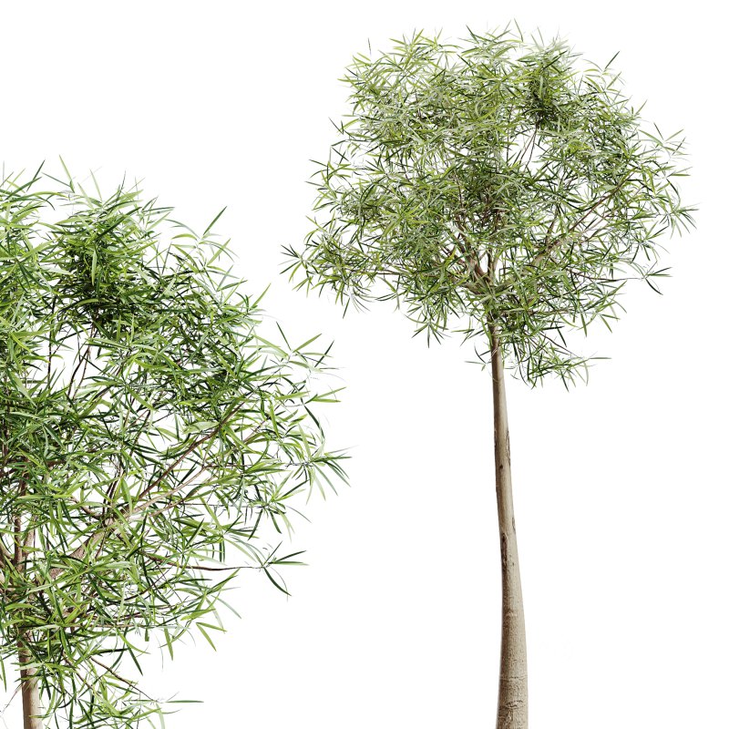 AV Indoor Plants Set 281 Ficus Marginata Yucca Palm Banana Nicolai Image 4