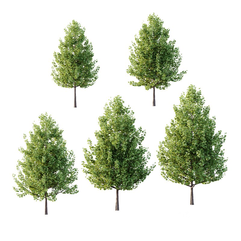 Maidenhair Ginkgo Biloba Tree 01 Image 5