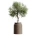 AV Indoor Plants Set 269 Ficus Microcarpa Moclame and Olive Elegant and Japandi Ficus Dracaena Marginata - Thumbnail 1