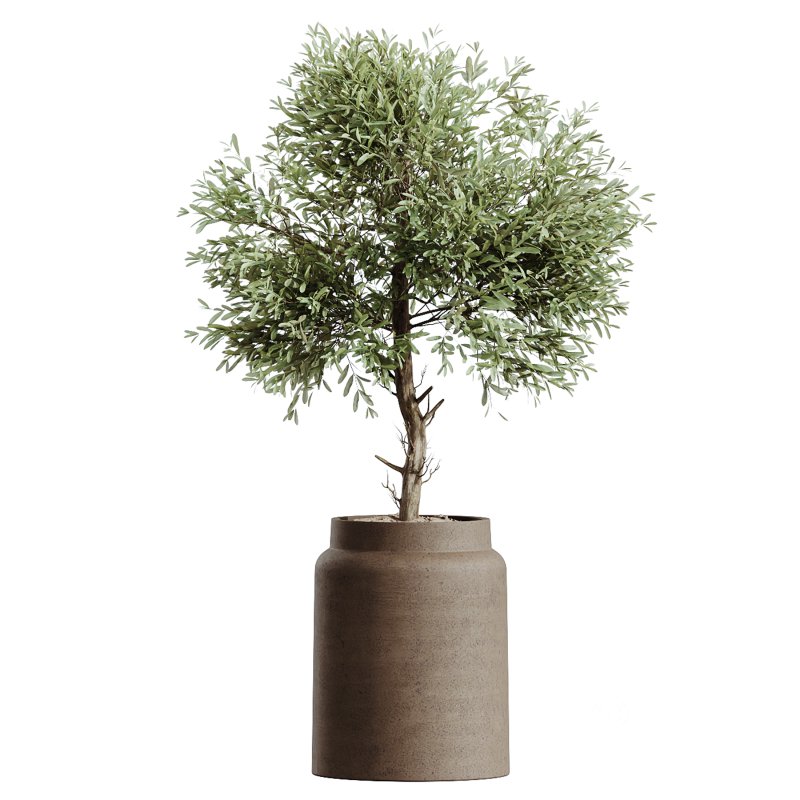 AV Indoor Plants Set 269 Ficus Microcarpa Moclame and Olive Elegant and Japandi Ficus Dracaena Marginata Image 1