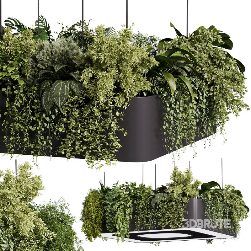 indoor plants – 64 Hanging indoor plant Image 6