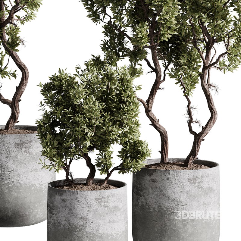 indoor plants – 67 plant in pot Image 3