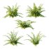 Macrothelypteris torresiana Fern bush 04 - Thumbnail 5