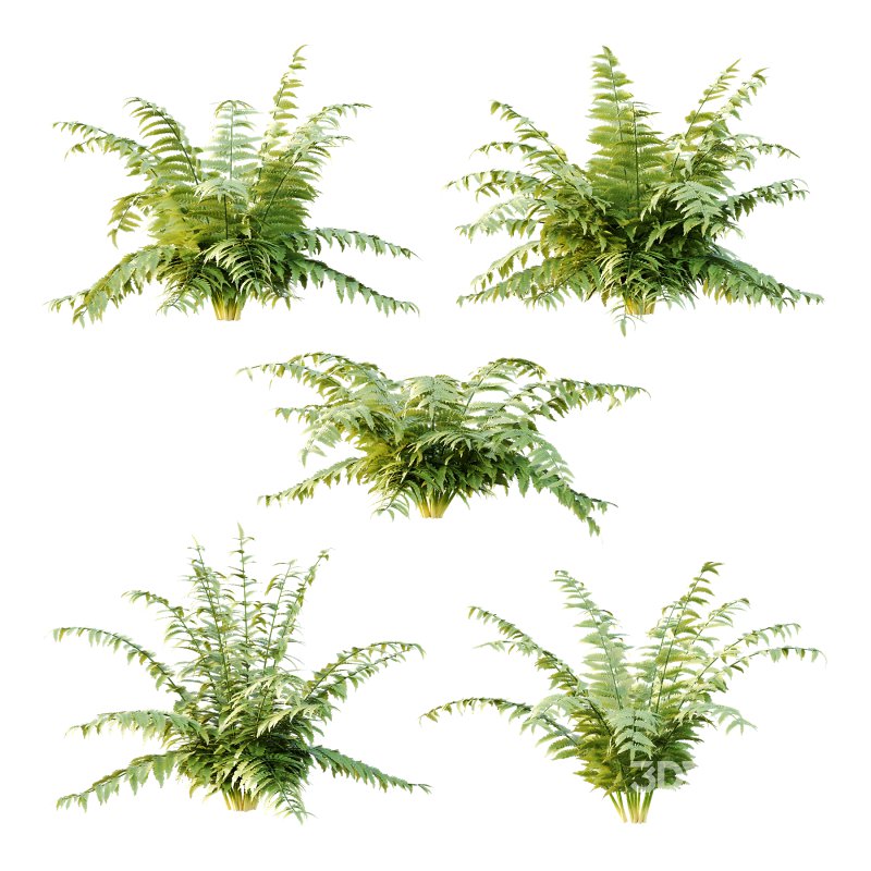 Macrothelypteris torresiana Fern bush 04 Image 5