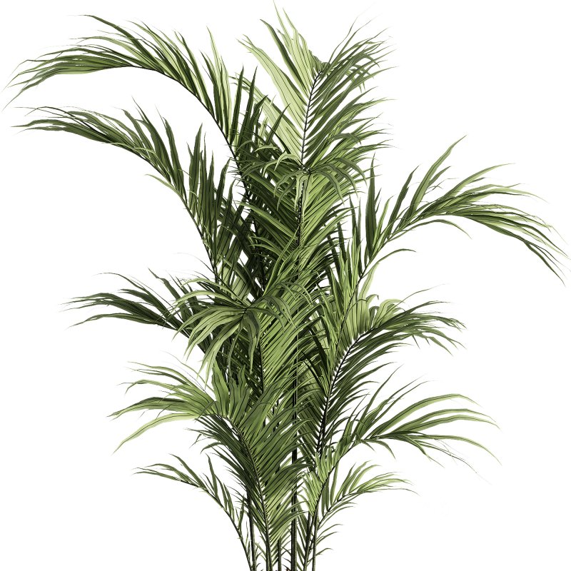 indoor plants – 30 plant in pot Image 2