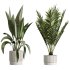AV Indoor Plants Set 276 Olive Elegant Mission and Banana Strelitzia Nicolai and Areca Palm - Thumbnail 6
