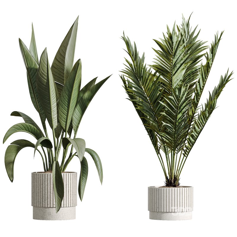 AV Indoor Plants Set 276 Olive Elegant Mission and Banana Strelitzia Nicolai and Areca Palm Image 6