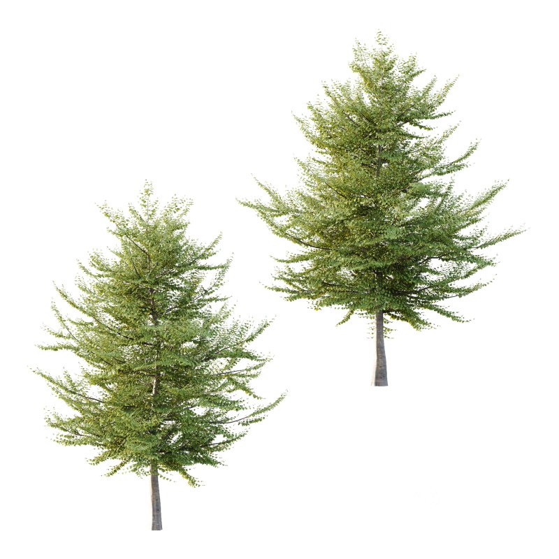 Fagus Grandifolia Tree 10 Image 1