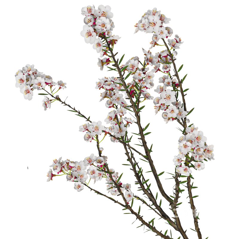 Decorative_set_26 Image 4