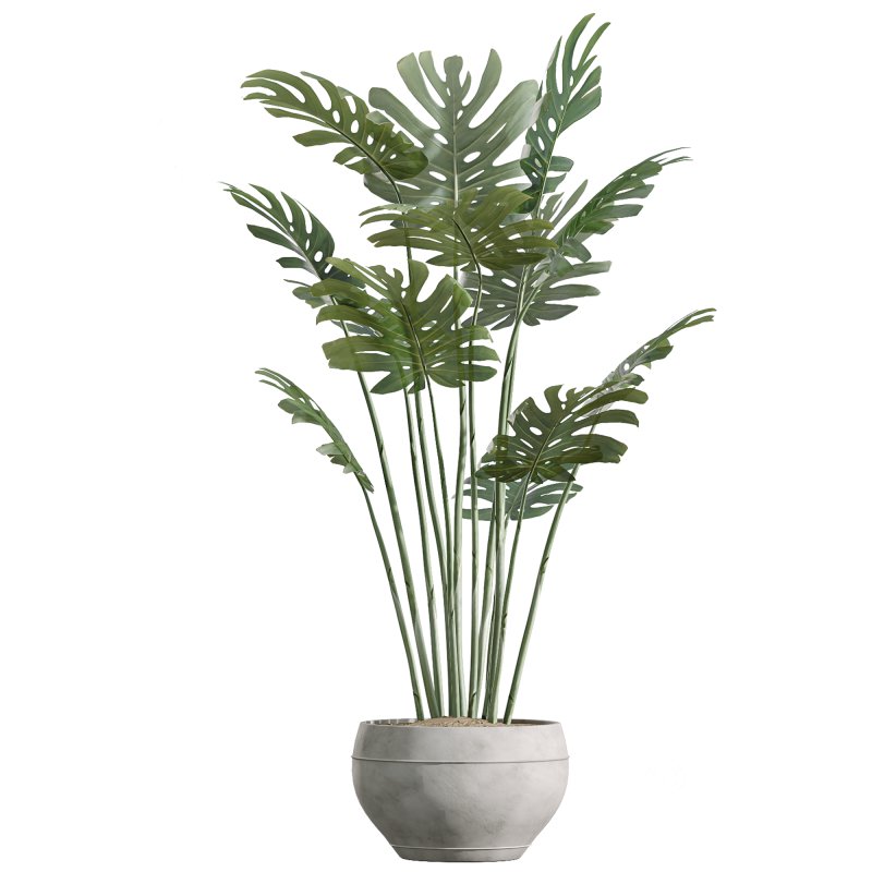 ntal variety of the classic Olea europaea, known for its soft silvery foliage and dense canopy. Native to Spain, this olive cultivar exudes Mediterranean charm and timeless refinement in both contemporary and rustic interiors. Image 4