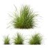 ntal grasses—**Nassella tenuissima**, also known as Mexican Feather Grass, and **Carex elata ‘Aurea’**, a golden sedge celebrated for its radiant chartreuse foliage. - Thumbnail 2