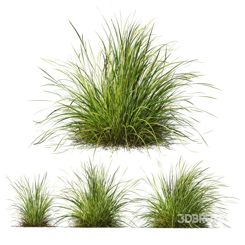 ntal grasses—**Nassella tenuissima**, also known as Mexican Feather Grass, and **Carex elata ‘Aurea’**, a golden sedge celebrated for its radiant chartreuse foliage. Image 2