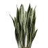 AV Indoor Plants Set 254 Sansevieria Olive Yucca Excelsa Palm Paradise Bird - Thumbnail 5