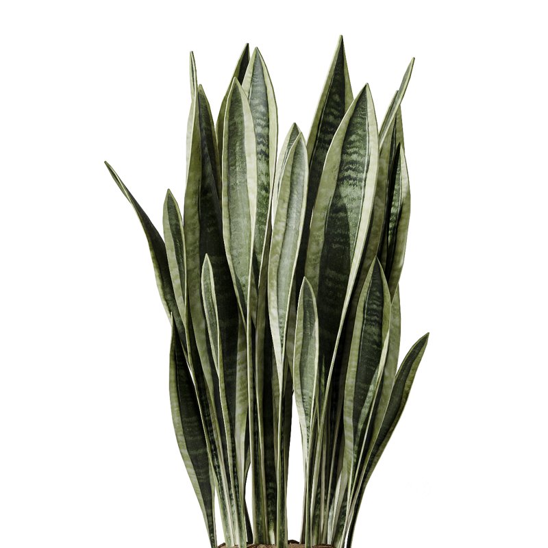 AV Indoor Plants Set 254 Sansevieria Olive Yucca Excelsa Palm Paradise Bird Image 5