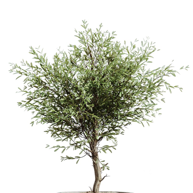 AV Indoor Plants Set 248 Pelagio Palm and Yucca Elephantipes and Cuban Cigar and Olive Elegant and Peace Lily Image 5