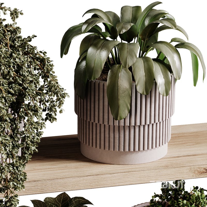 indoor plants 98- Hanging indoor plant Image 1