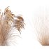 ntal grasses that elevate any exterior or landscape visualization with their delicate motion and architectural grace. This set features two species renowned for their feather-like texture and dynamic forms: - Thumbnail 11