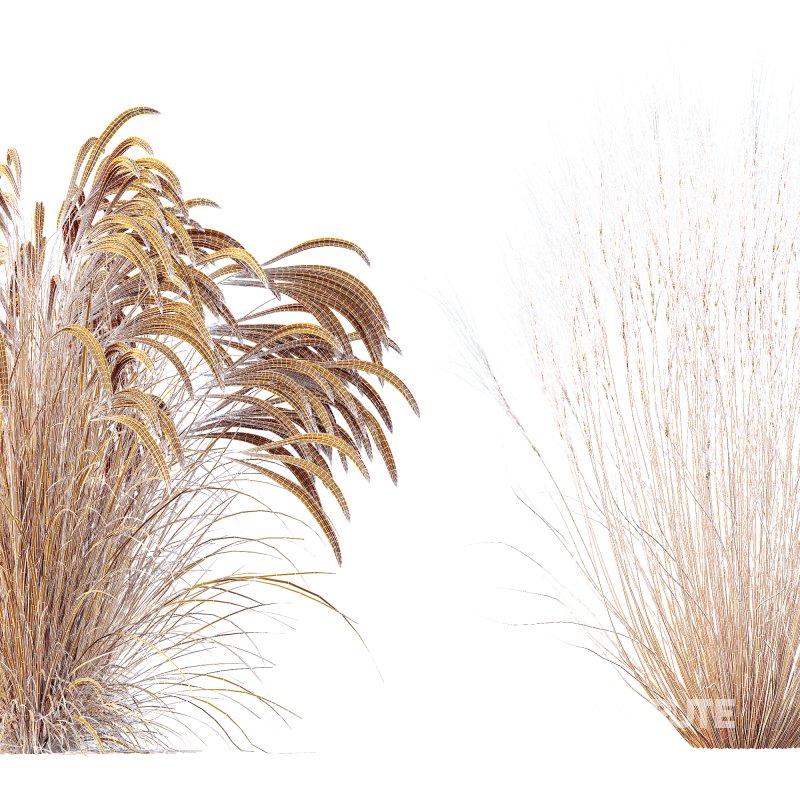 ntal grasses that elevate any exterior or landscape visualization with their delicate motion and architectural grace. This set features two species renowned for their feather-like texture and dynamic forms: Image 11