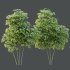 AV 8 different trees Bamboo Bambusoideae and Celtis Australis - Thumbnail 6
