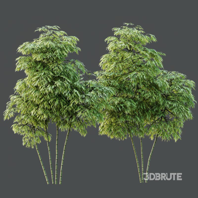 AV 8 different trees Bamboo Bambusoideae and Celtis Australis Image 6