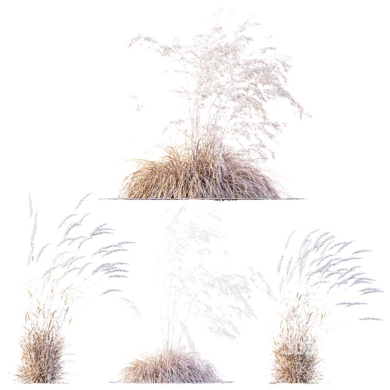 ntal grass set combines two iconic and highly architectural species known for their graceful movement and seasonal texture. Image 7