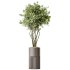 AV Indoor Plants Set 266 Areca Palm and Dypsis Lutescens and Beech Olea Europaea Olive Eucalyptus - Thumbnail 2