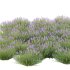plant bush Flower Lavandula pedunculata 01 - Thumbnail 5