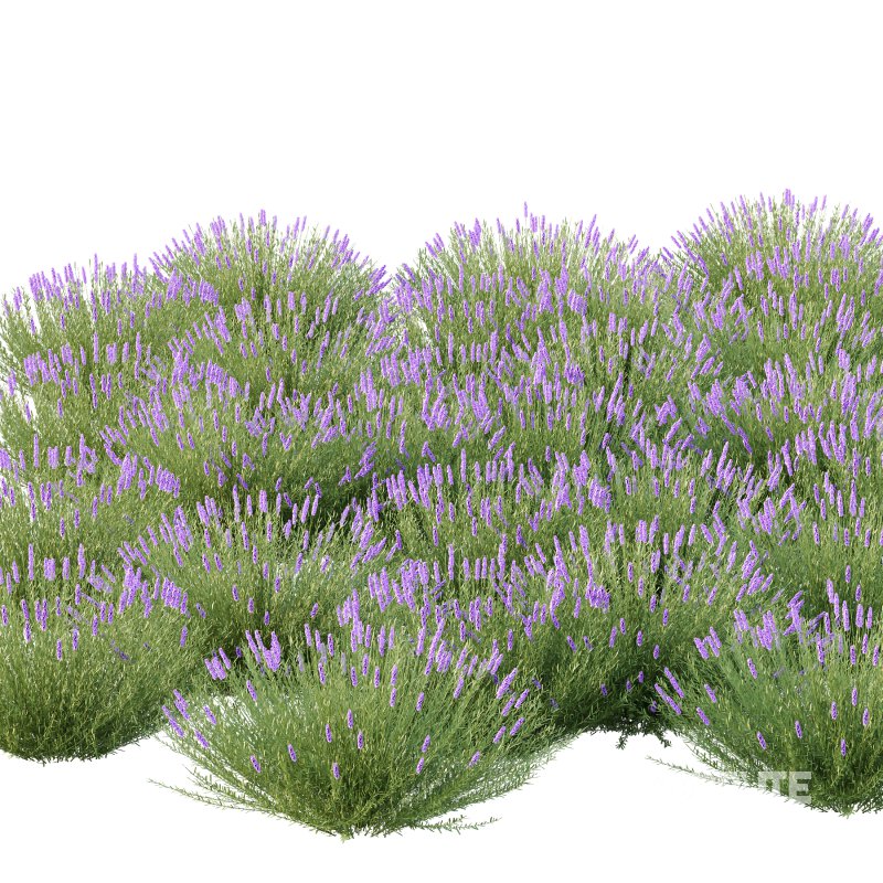 plant bush Flower Lavandula pedunculata 01 Image 5