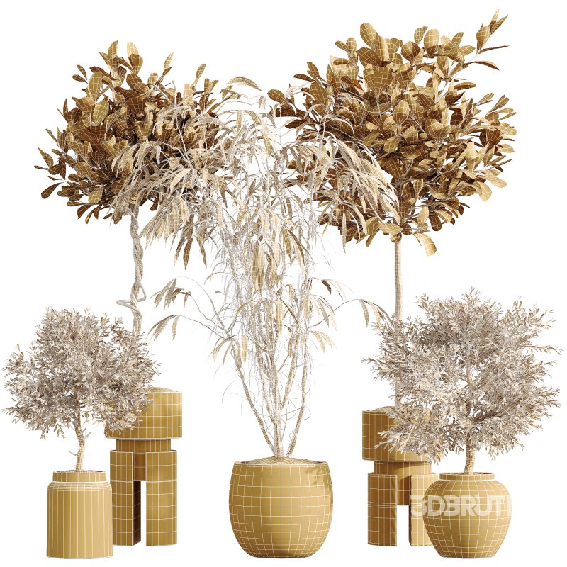 AV Indoor Plants Set 269 Ficus Microcarpa Moclame and Olive Elegant and Japandi Ficus Dracaena Marginata Image 7