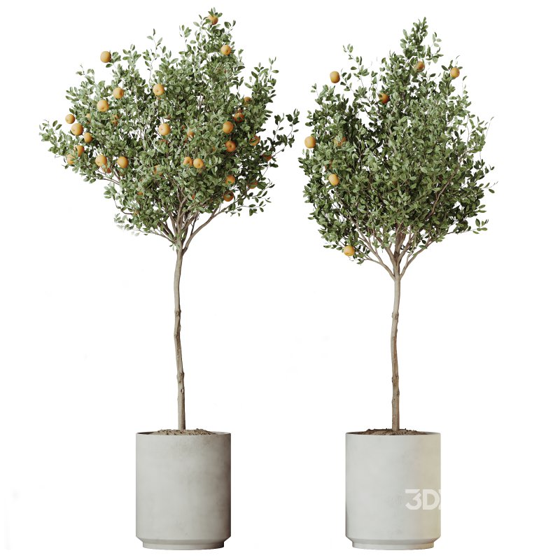 AV Indoor Plants Set 273 Banana Strelitzia Nicolai and Citrus Fruit Orange Tree and Japandi Ficus Dracaena Marginata Image 2