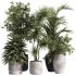indoor plants – 34 plant collections in pot - Thumbnail 3