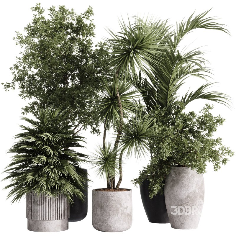 indoor plants – 34 plant collections in pot Image 3