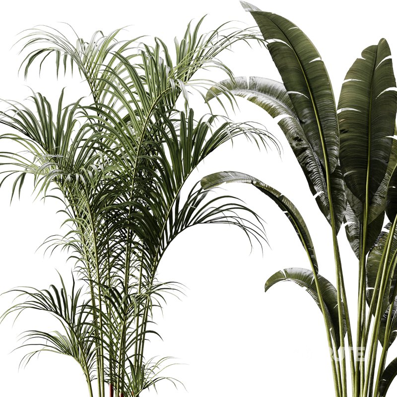 indoor plants 105 – plant collections in pot Image 6