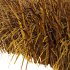 Carex Elata Aurea Grass 02 - Thumbnail 2