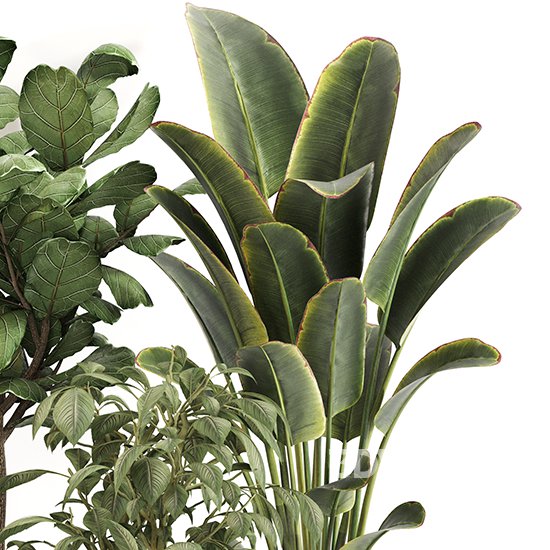 Indoor Plant Set 0159 Image 2