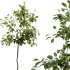 AV Indoor Plants Set 261 Beech Olea Europaea Olive Eucalyptus and Japandi Ficus Dracaena Marginata and Fruit Bonsai Orange Tree - Thumbnail 2