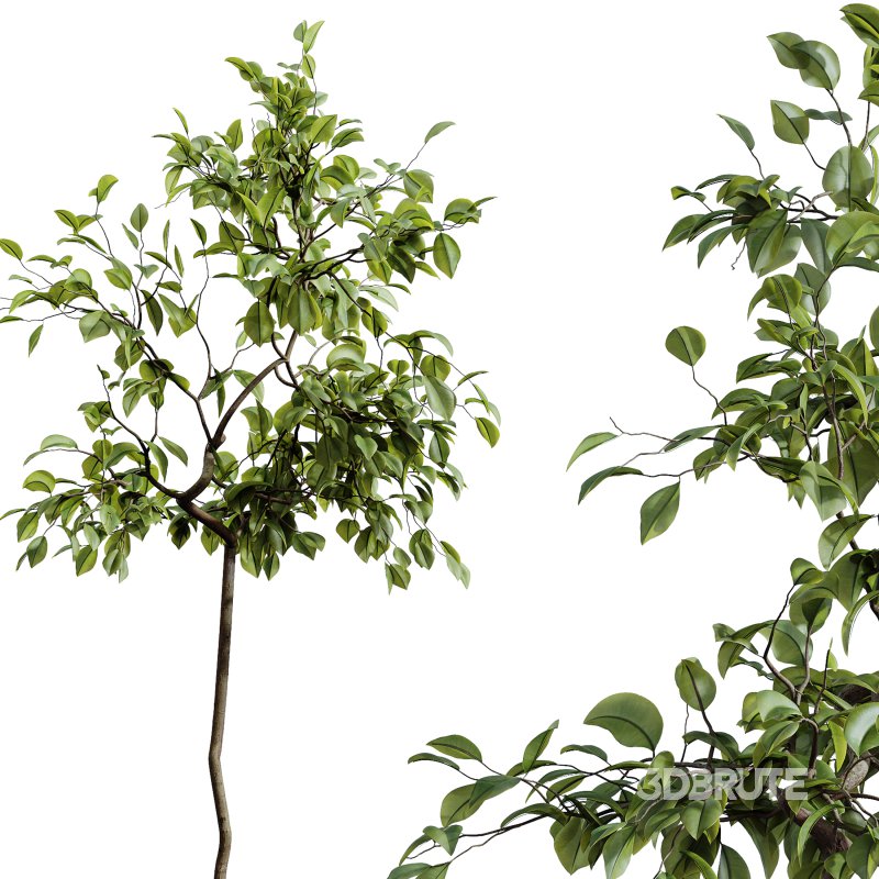 AV Indoor Plants Set 261 Beech Olea Europaea Olive Eucalyptus and Japandi Ficus Dracaena Marginata and Fruit Bonsai Orange Tree Image 2