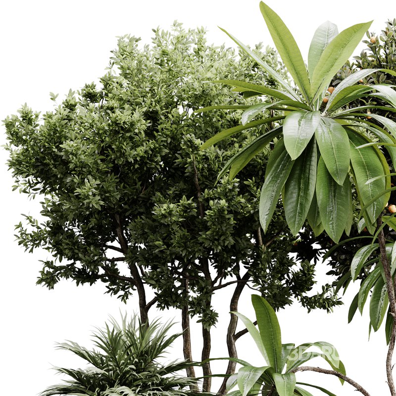 indoor plants 111 – plant collections in pot Image 1