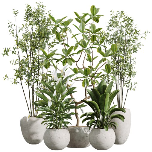 AV Indoor Plants Set 251 Olive Eucalyptus Japandi Ficus Banana Strelitzia Peace Lily