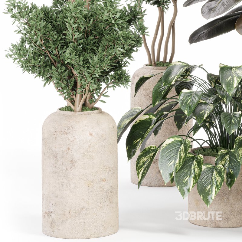 Indoor_plant_set_with_plant_tree_concrete_dirt_vase Image 1
